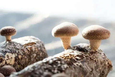 fresh shiitake mushrooms fresh shiitake mushrooms