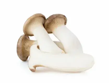 king tuber oyster mushroom king tuber oyster mushroom