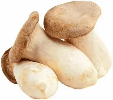 giant king oyster mushroom giant king oyster mushroom