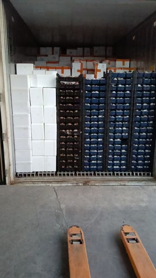 delivery japan shiitake delivery japan shiitake