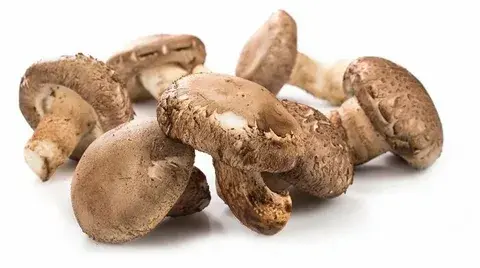 shiitake japanese mushrooms shiitake japanese mushrooms