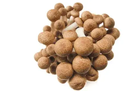 hatake shimeji mushrooms