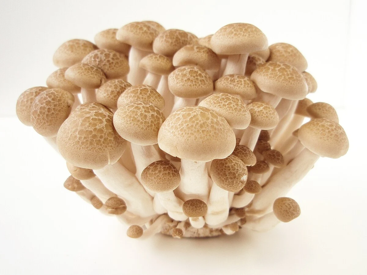 Fresh Crab mushroom