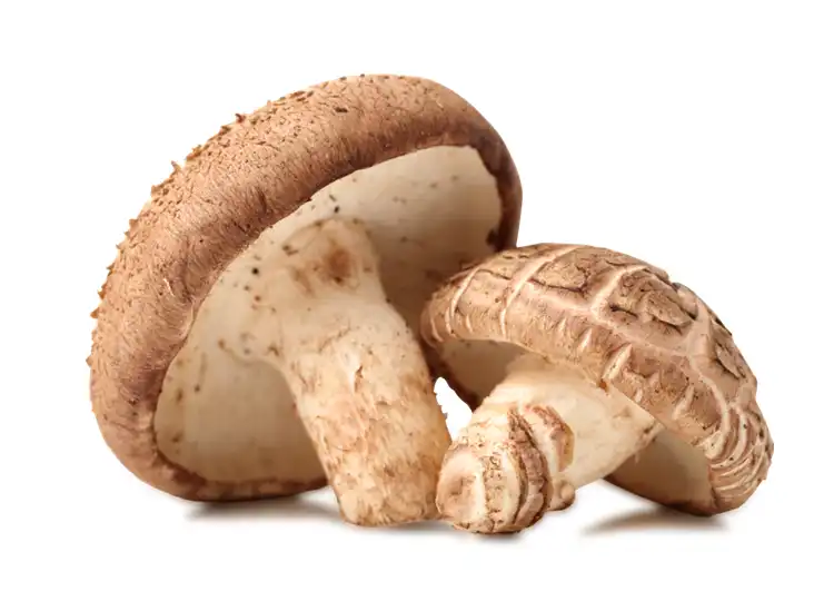 fresh shiitake mushroom