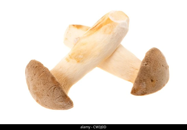 fresh portobello mushrooms fresh portobello mushrooms