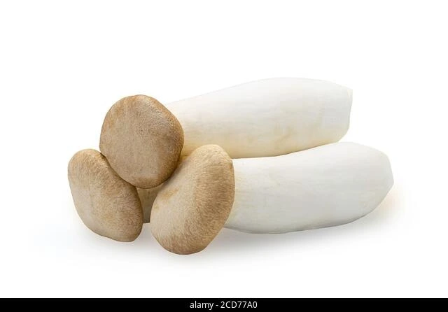 eryngii mushroom