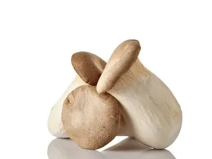 eryngii mushroom eryngii mushroom