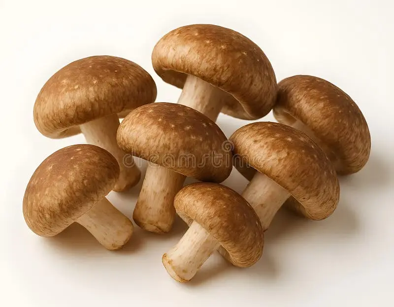 fresh shiitake mushroom