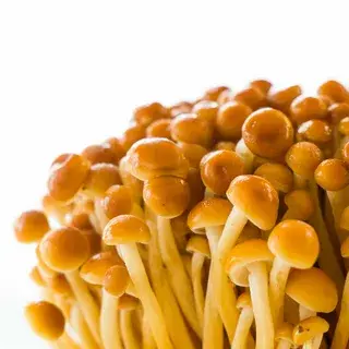 golden enoki mushroom golden enoki mushroom