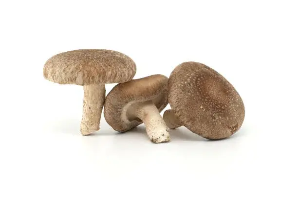 fresh shiitake mushroom fresh shiitake mushroom