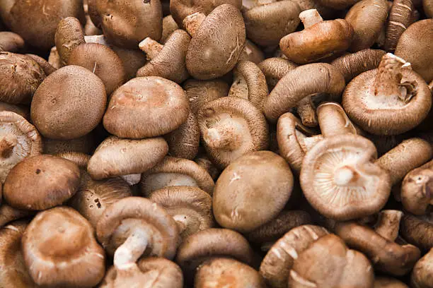fresh shiitake mushroom