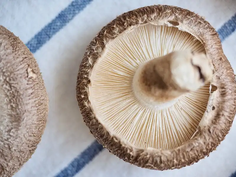 fresh shiitake mushrooms fresh shiitake mushrooms