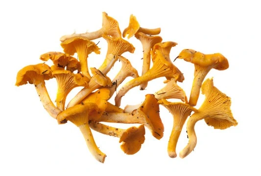termite mushroom termite mushroom