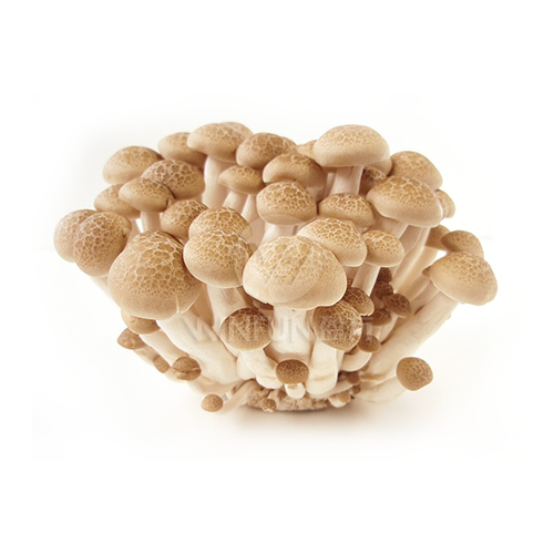 Fresh Crab mushroom Fresh Crab mushroom