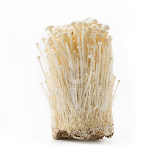Enoki Mushroom fresh Enoki Mushroom fresh