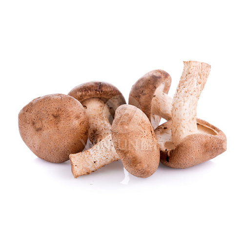 fresh organic shiitake mushrooms fresh organic shiitake mushrooms