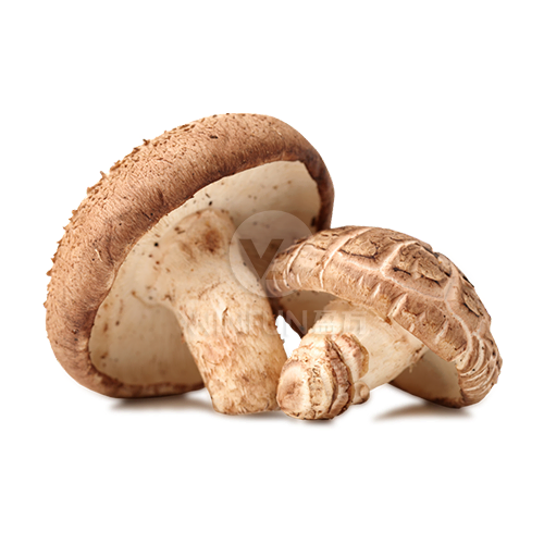 japanese shiitake japanese shiitake